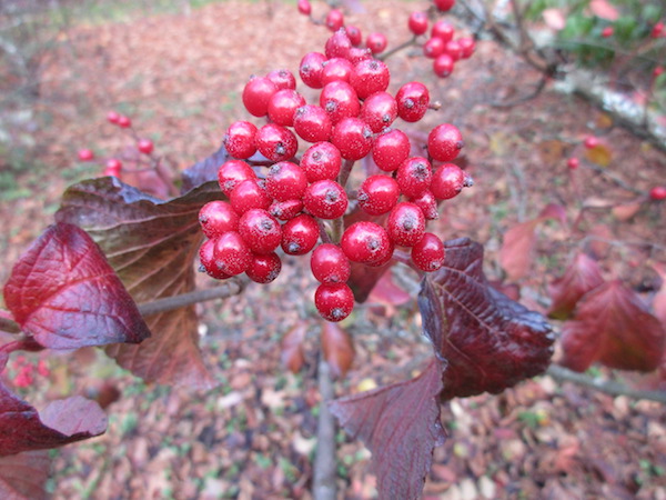 Viburnum dilatatum berries and fall color